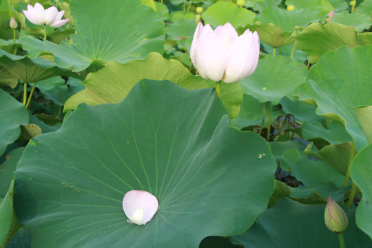 夏季荷花摄影