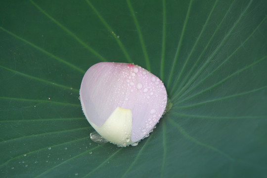 夏季荷花摄影