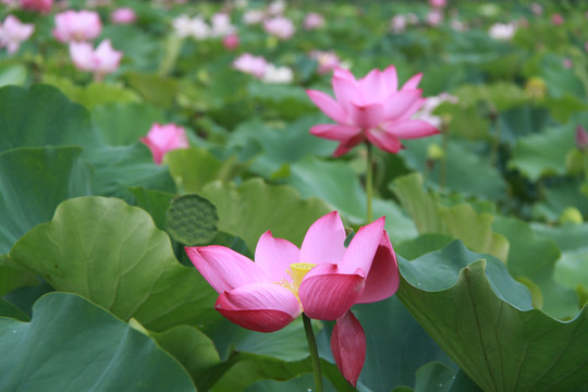 夏季荷花摄影