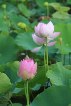 夏季荷花摄影