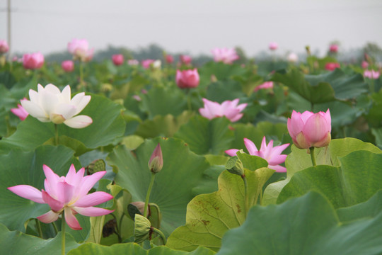 夏季荷花摄影