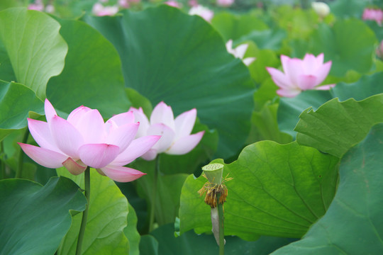 夏季荷花摄影