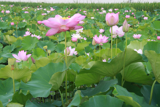 夏季荷花摄影