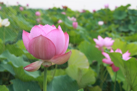 夏季荷花摄影