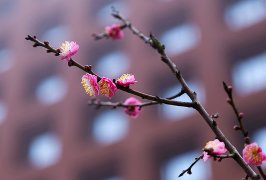 树上盛开的梅花