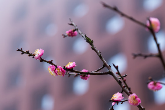 盛开的梅花