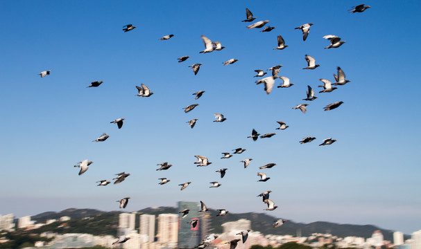 天空中飞翔的鸽子群