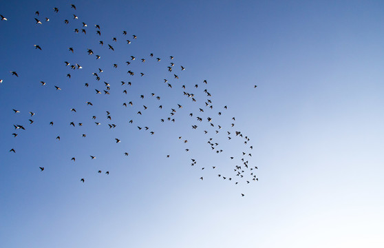 天空中飞翔的鸽子