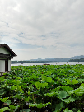 西湖景色