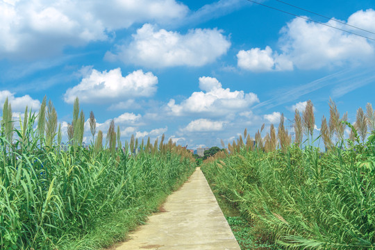 大吉沙岛田园风光