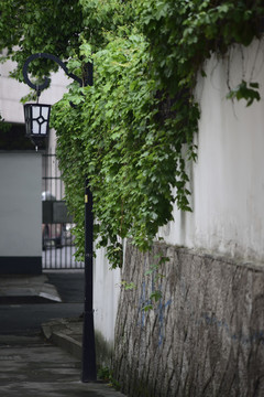小巷绿墙