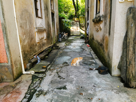 巷子里小猫和家狗