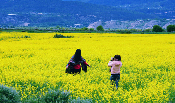 油菜花海