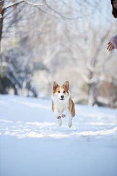 柯基犬