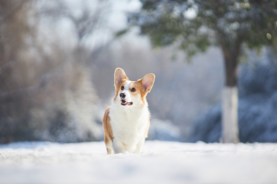 柯基犬