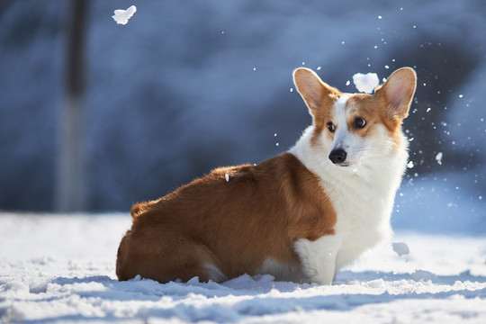 柯基犬