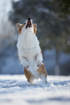 柯基犬