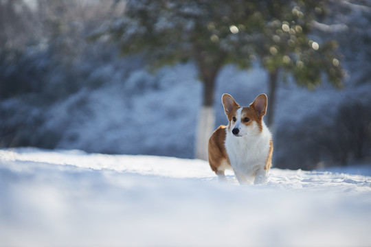 柯基犬