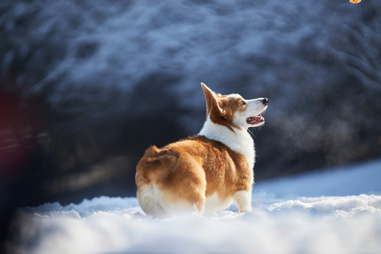 柯基犬