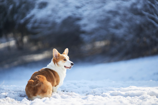 柯基犬