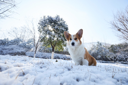 柯基犬