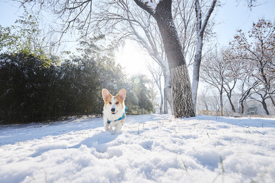 柯基犬