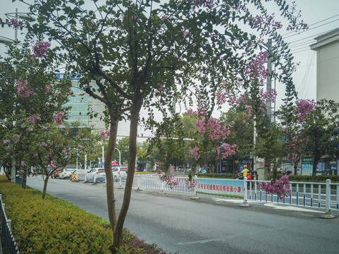 公路边的紫薇花树