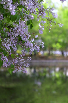 春天的河岸