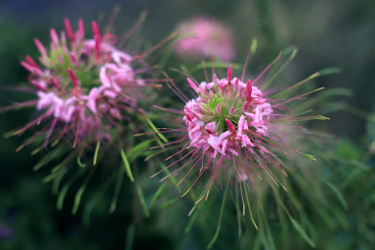 醉蝶花