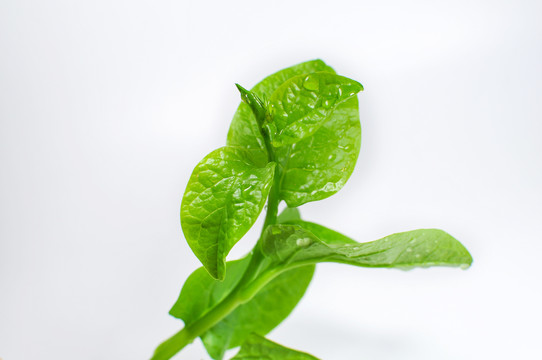 豆腐菜