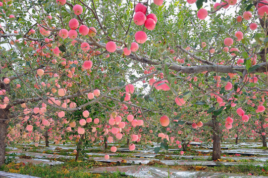 红彤彤的苹果园