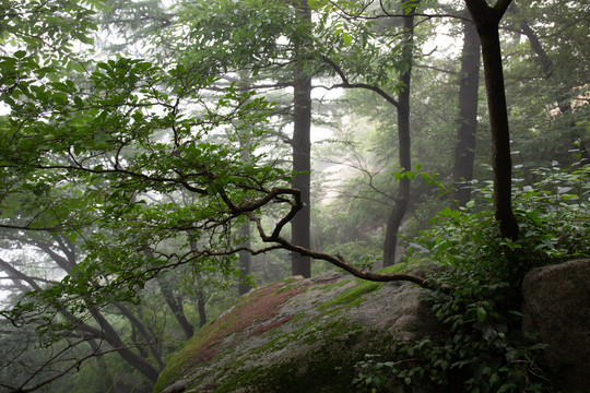 有雾的山谷树林