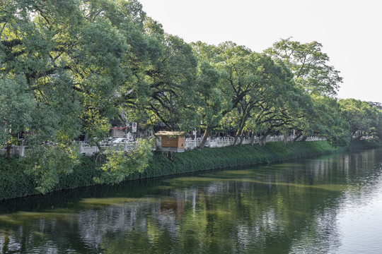 河涌绿化树