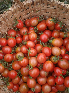 番茄西红柿