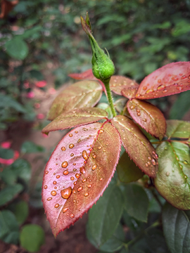 叶子上的雨滴