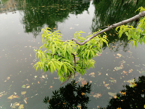湖面树枝
