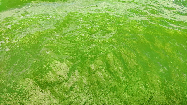 绿色海水