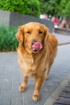 路边的金毛导盲犬