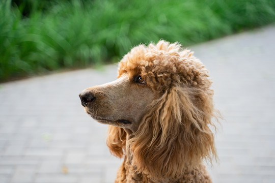 贵宾犬贵妇犬在路边