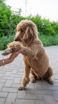 贵宾犬贵妇犬在路边