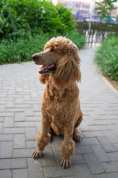 贵宾犬贵妇犬在路边