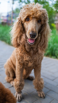 贵宾犬贵妇犬在路边