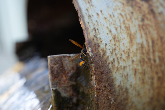 生锈管道上的黄蜂马蜂