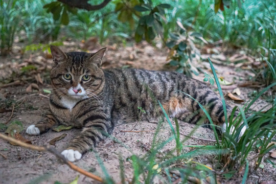 狸猫狸花猫在户外休息