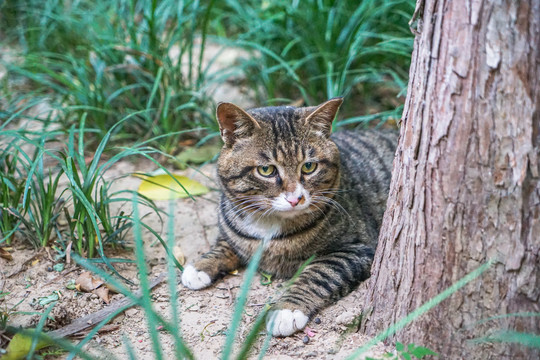 狸猫狸花猫在户外休息