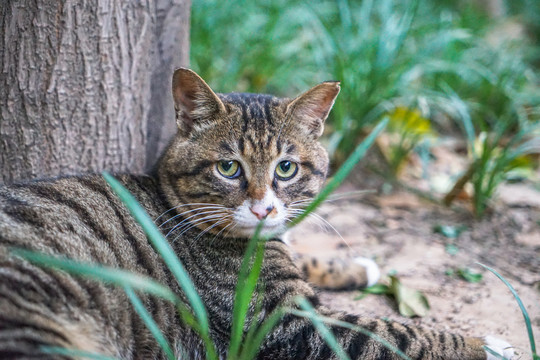 狸猫狸花猫在户外休息