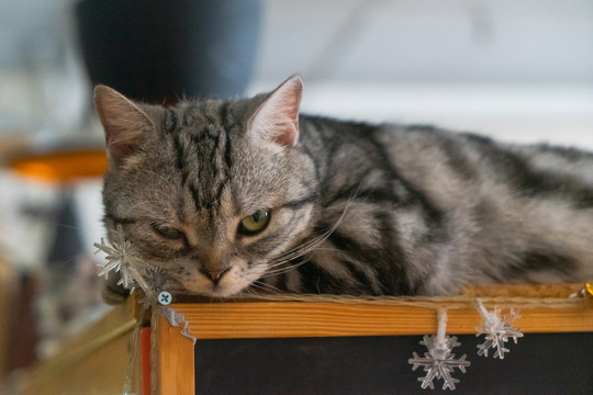 美国短毛猫趴在木桌上休息
