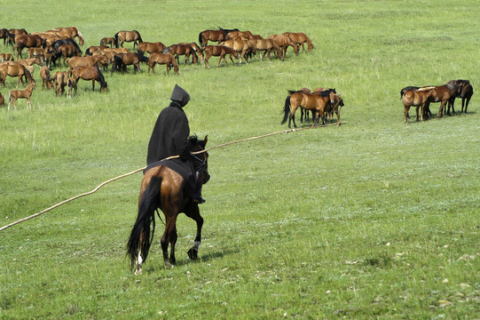 草原上的马群与牧人