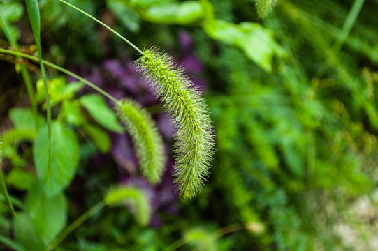 狗尾巴草