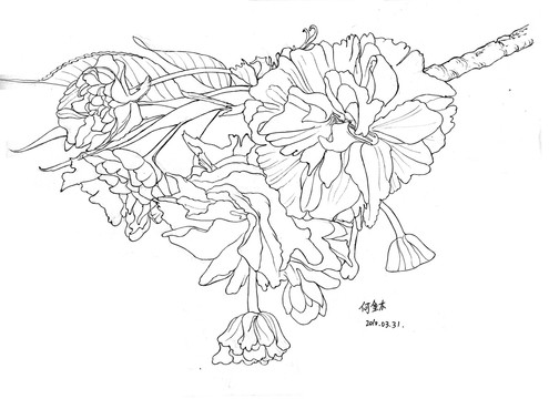 花卉白描